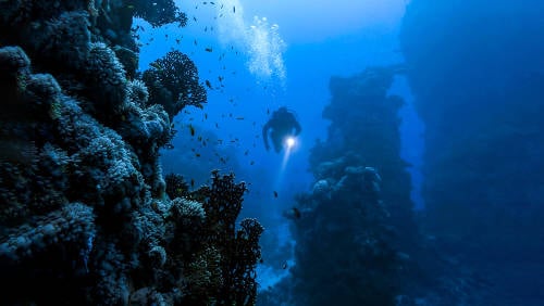 Descubren crustáceo en el fondo del mar con plástico en el estómago