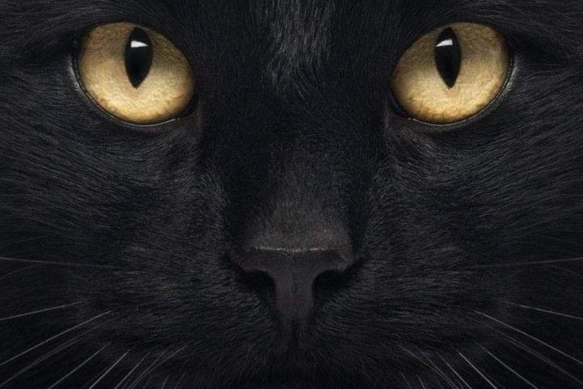 Gatos negros en peligro (Foto: Pinterest)