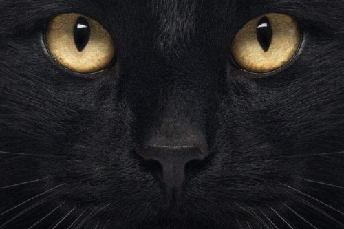 Gato negro Gatos negros en peligro (Foto: Pinterest)