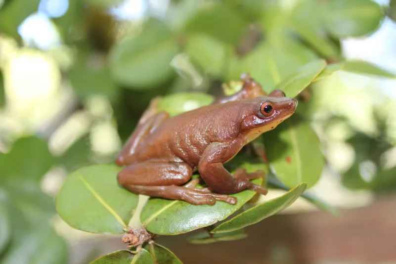 Xenohyla truncata 801x534