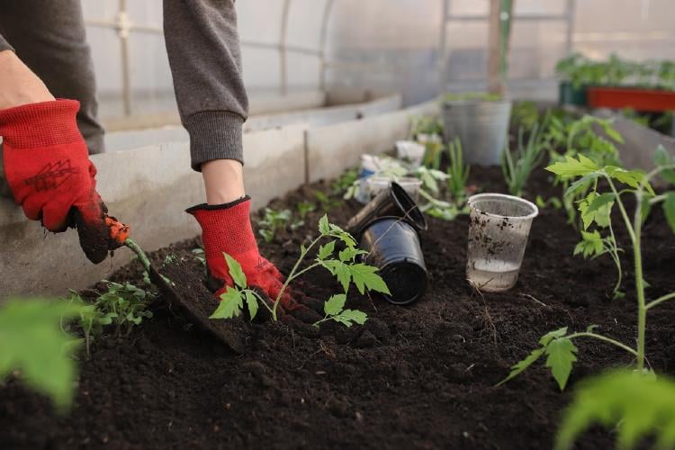 Cultivar en casa