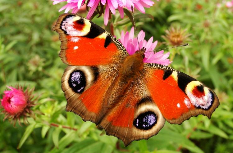  significado de cuando llega una mariposa a tu casa