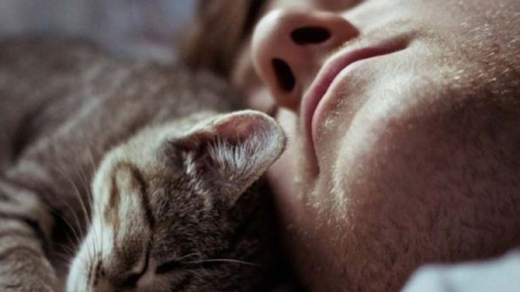 gato hombre los gatos necesitan tener el control, según una conductista felina.. (Foto: Pinterest)