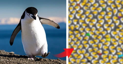test visual encontrar pinguino escondido tucanes