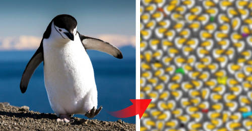 ¿Puedes encontrar el pingüino escondido entre los tucanes?