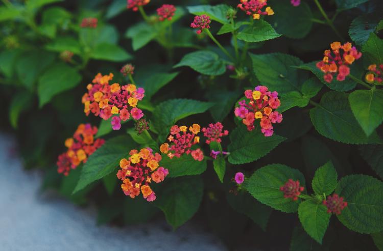 leiada krozjhen x3AZeAKrjXU unsplash leiada krozjhen x3AZeAKrjXU unsplash