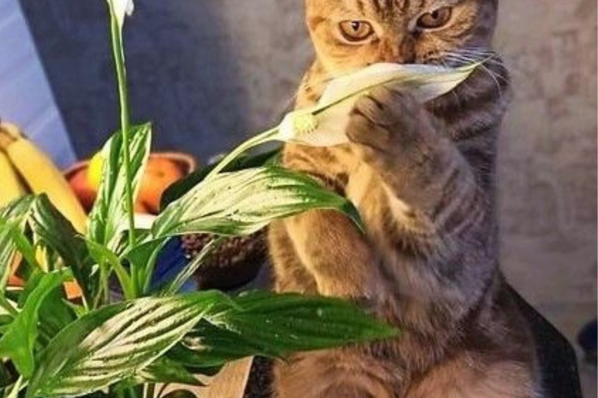 cómo identificarlas y qué hacer para proteger a tus mascotas de posibles intoxicaciones. (PINTEREST)