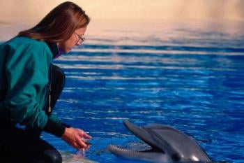 delfin delfin