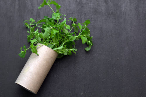 papel higienico papel higienico