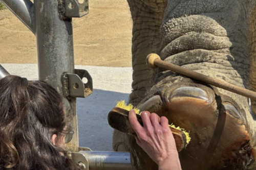 elefantas En el Zoológico de Barcelona, elefantas envejecen con dignidad a través de tratamientos que forma parte del cuidado geriátrico especializado del centro para animales envejecidos que no pueden reintroducirse en la naturaleza.