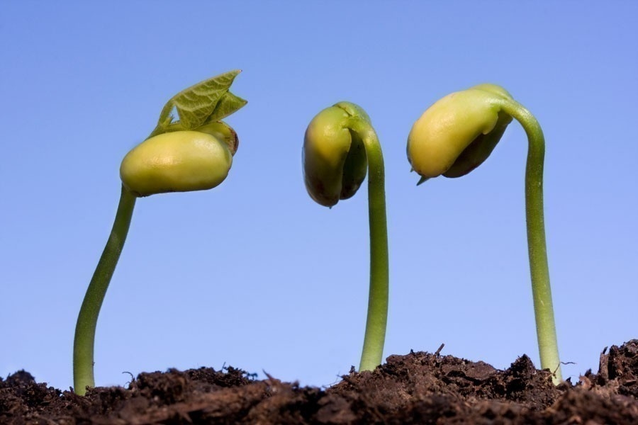 Cómo Hacer Germinar Las Semillas 3 Veces Más Rápido