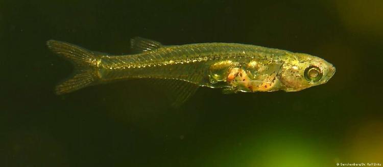 68392059_1004 68392059_1004