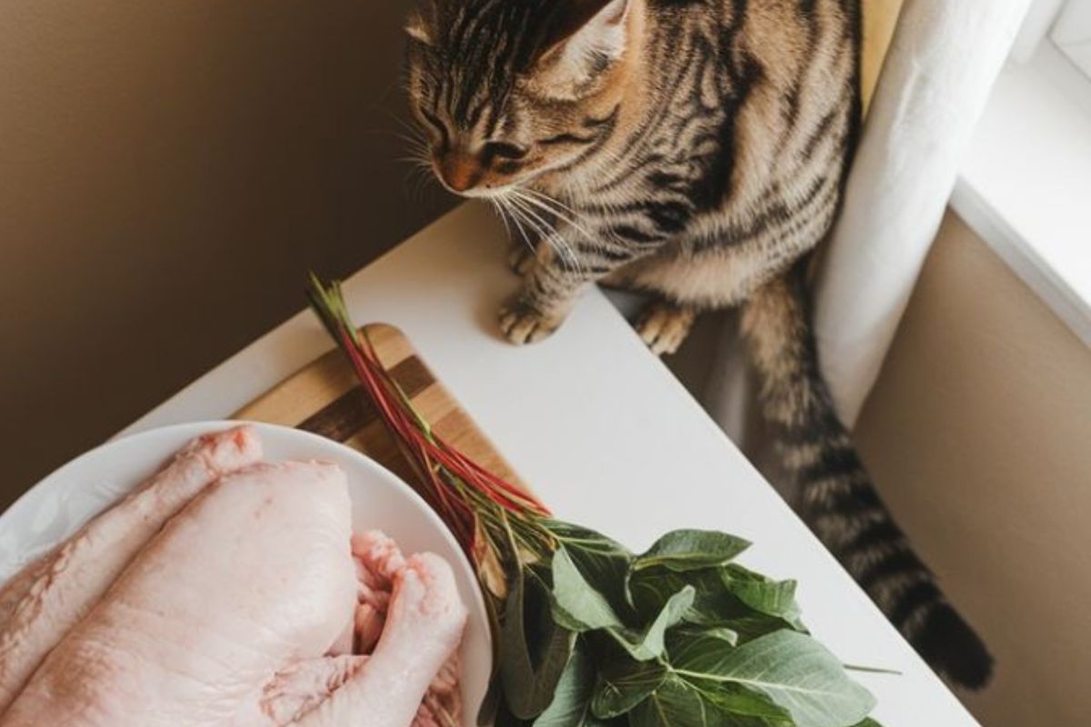Hay productos comunes en nuestras cocinas que pueden ser tóxicos o peligrosos para los felinos (PINTEREST)