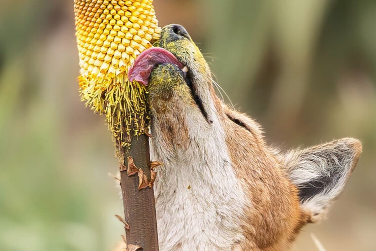 Imagen: labrujulaverde.com