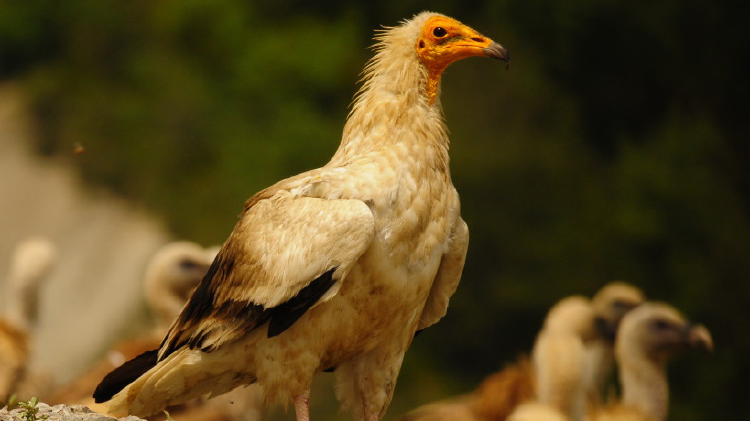 FOTO 3 Alimoche adulto una de las especies de aves necrófagas migradores que cada primavera llega a los cielos de Aragón 1024x588 FOTO 3 Alimoche adulto una de las especies de aves necrófagas migradores que cada primavera llega a los cielos de Aragón 1024x588