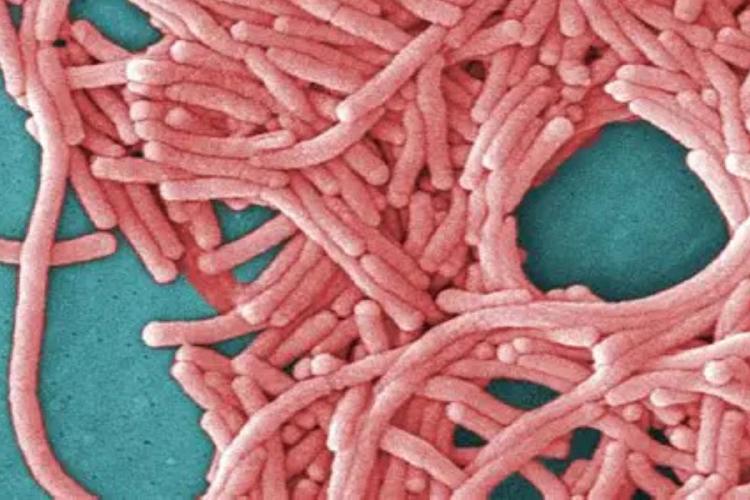 ENFERMEDAD LEGIONARIO ¿Qué es la enfermedad de los legionarios? » Mexico Noticiasmxn.news|