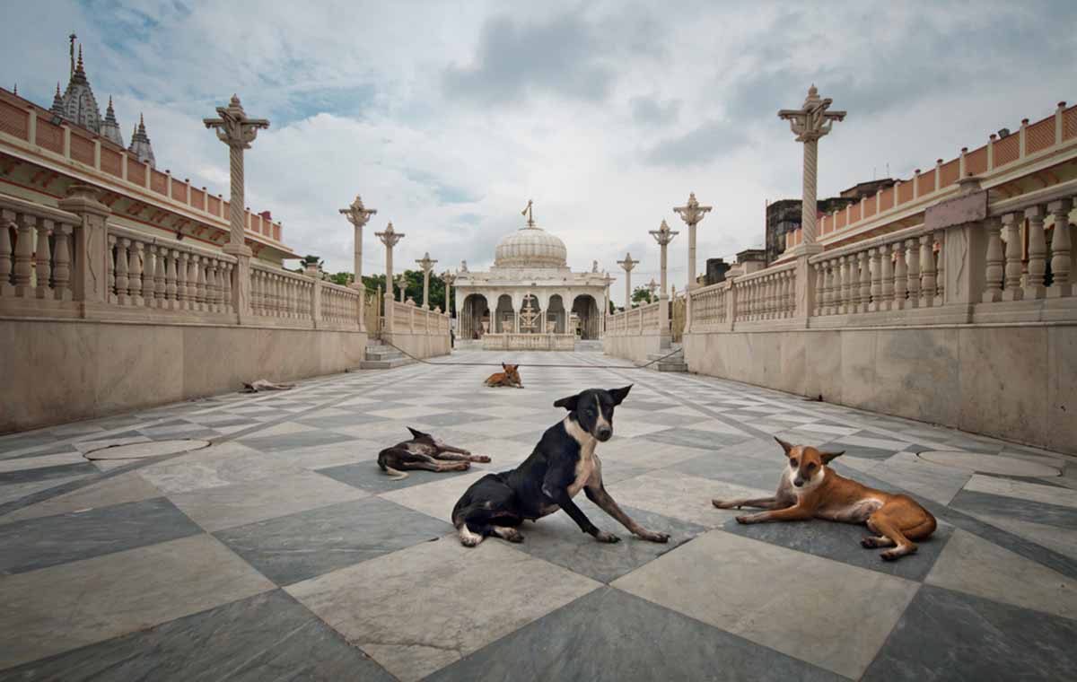 perros india perros india