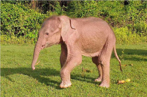 elefante elefante