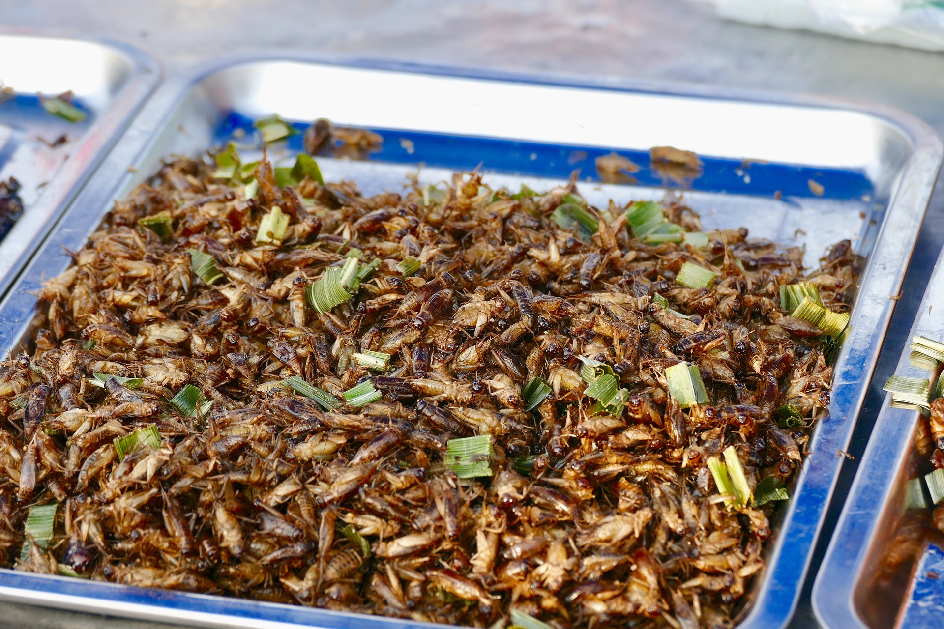 La ONU promueve que se coman insectos para salvar el planeta