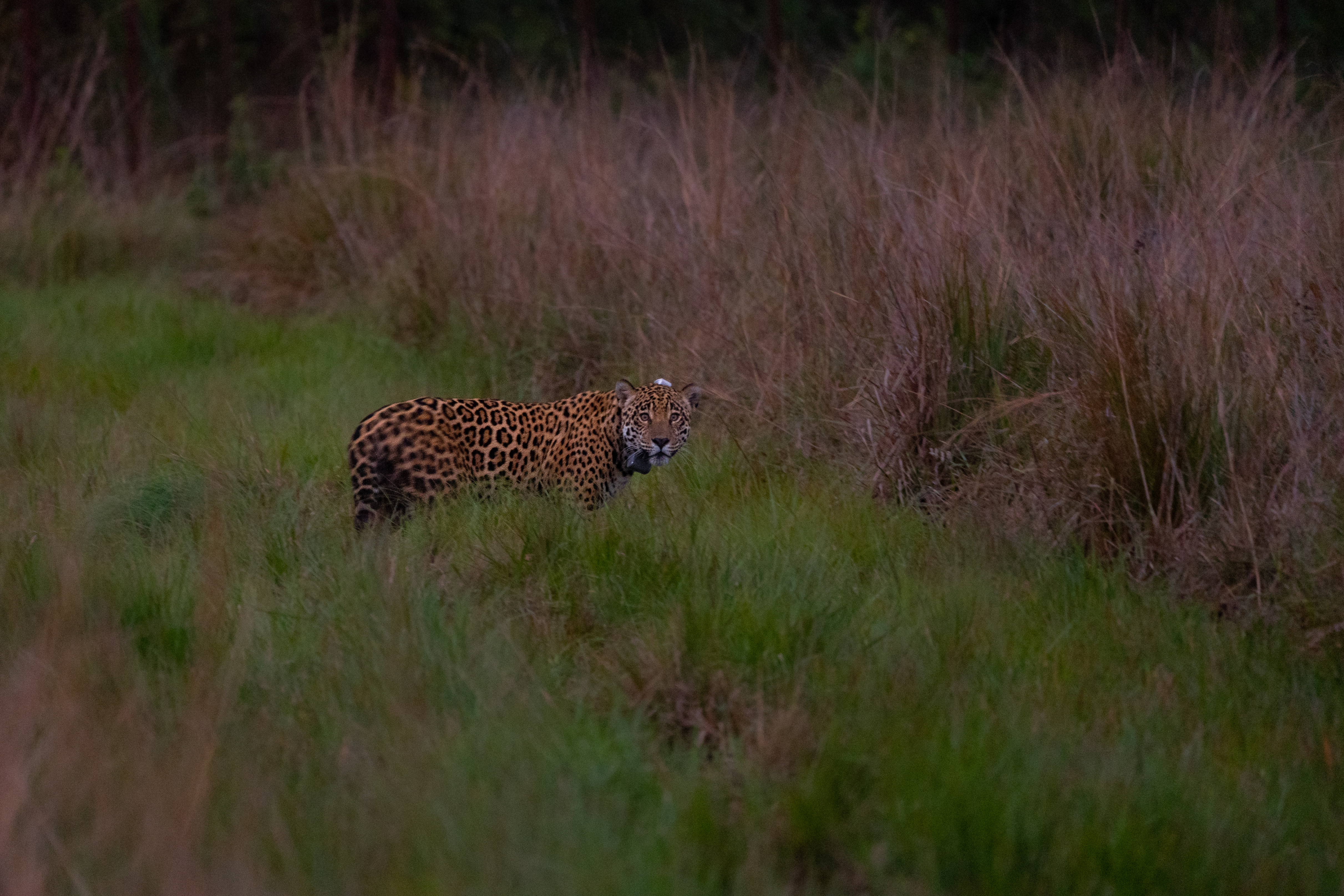 Yaguarete Coli Sebastian Navajas Fundacion Rewilding Argentina Yaguarete Coli Sebastian Navajas Fundacion Rewilding Argentina