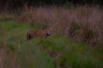 Yaguarete Coli Sebastian Navajas Fundacion Rewilding Argentina