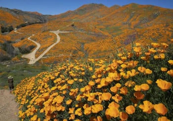 floracion califonia