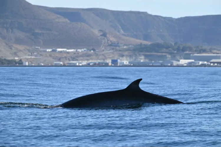 ballen sei Ballena sei volvió al Golfo San Jorge tras un siglo de ausencia (Fuente: www.tiemposur.com.ar)