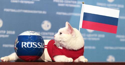 ¿El gato oráculo predijo finalmente quién ganará la copa del Mundial de Rusia?