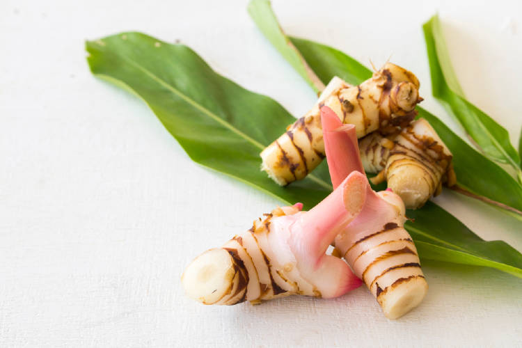 galangal galangal