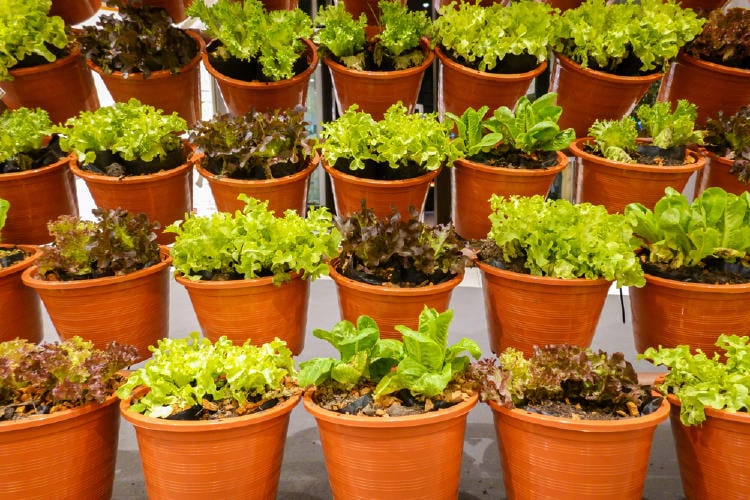 Diferentes macetas con varios tipos de lechuga verde y morada