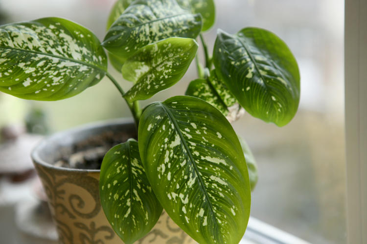 Dieffenbachia