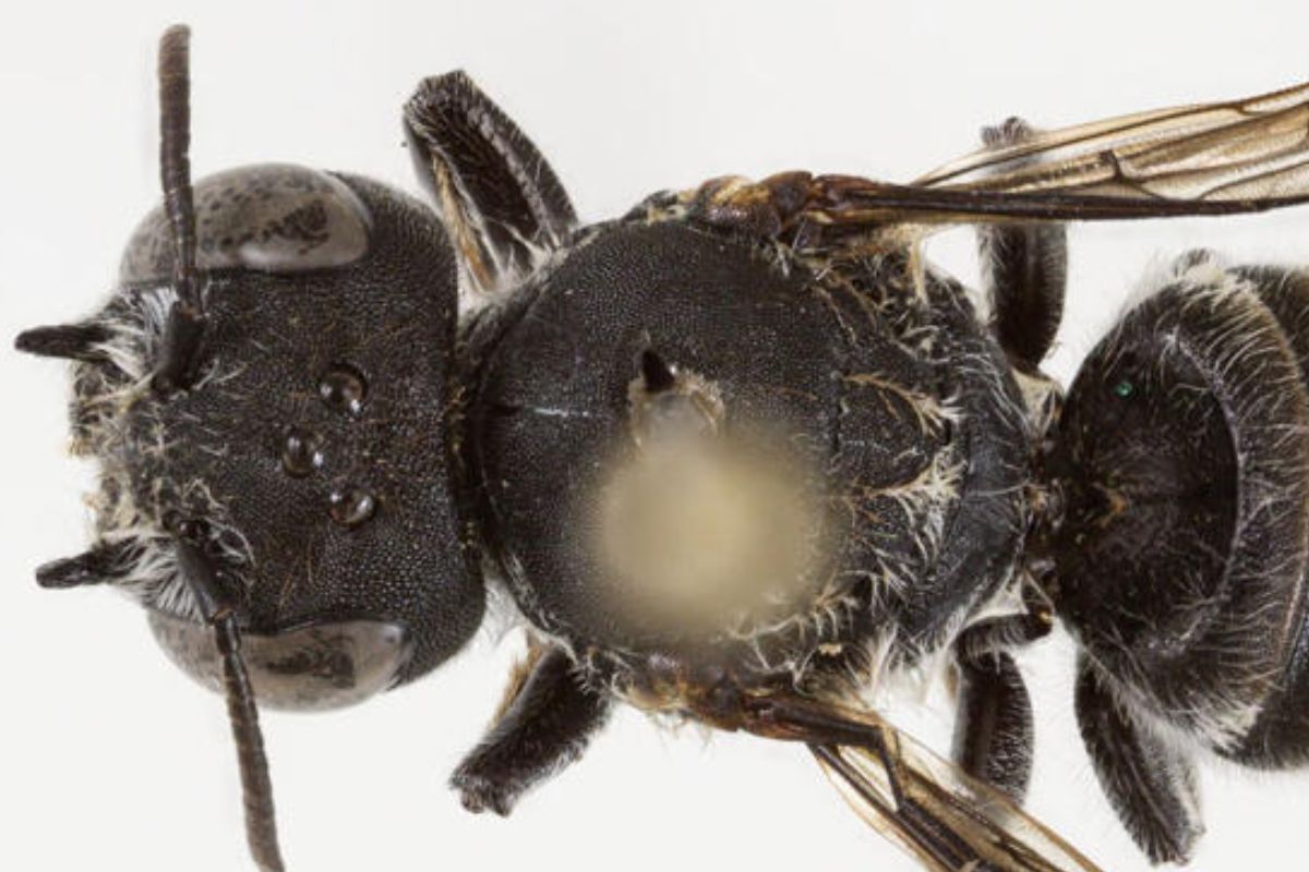abeja New bee species© Kit Prendergast