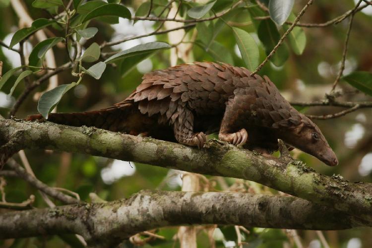 animales en peligro de extinción