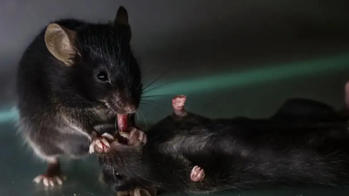 ratas Hallazgo: ratones intentan salvar a sus compañeros inconscientes.