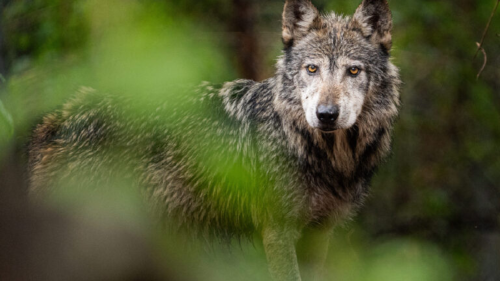 lobo Actualmente solo existen 121 lobos mexicanos bajo cuidado humano, de acuerdo con la directora del Santuario Extinción Cero. Foto: Rubén Martínez, cortesía del Santuario Extinción Cero