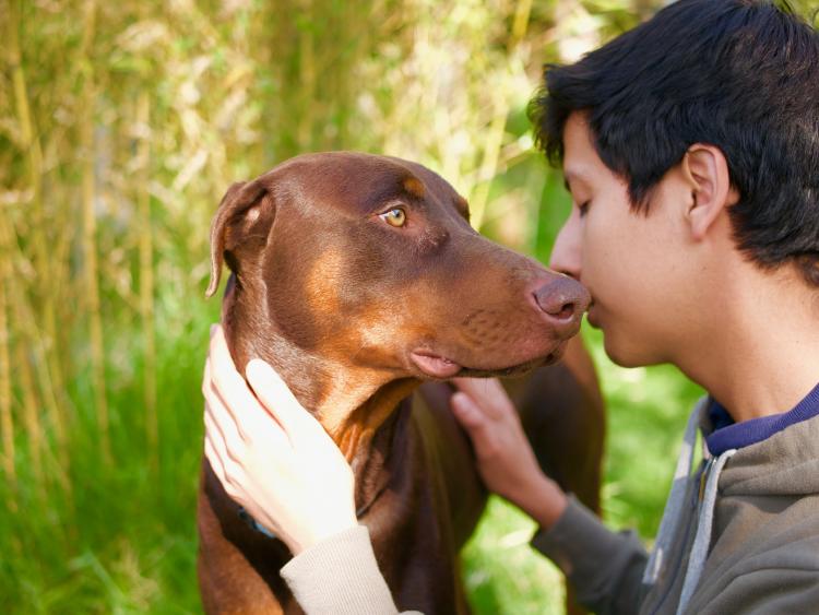 Tener perros mejora el estado anímico de los humanos perros curiosidades