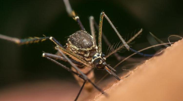 1684249250 archive 65378216 303 rz1250 Repelente casero para mosquitos