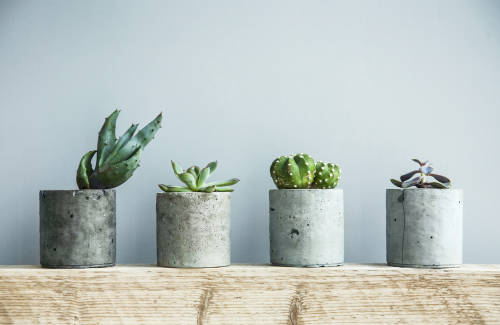 7 plantas para eliminar el estrés en la oficina