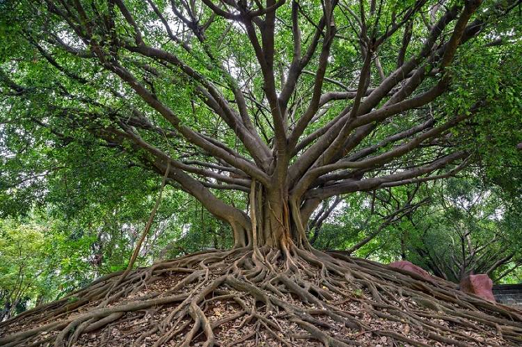 Árbol baniano