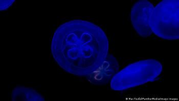 Medusas Medusas