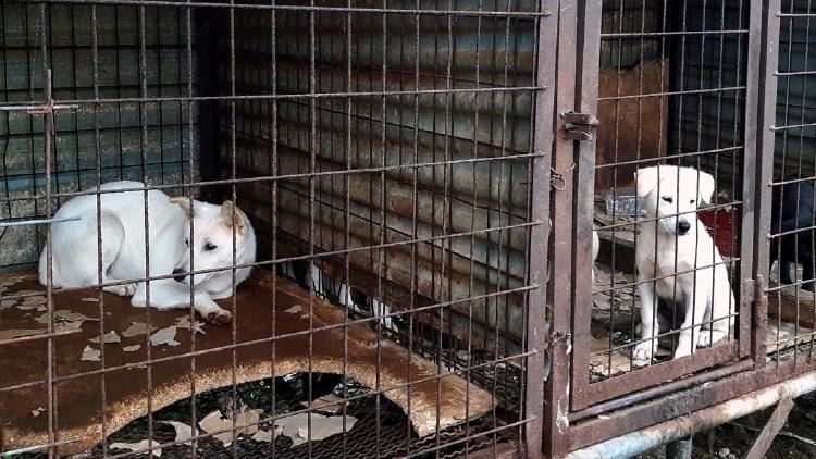 perros corea perros corea