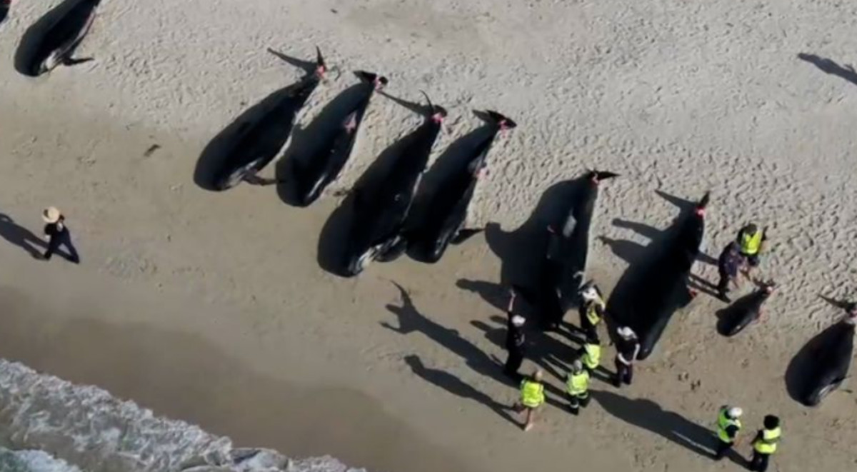 calderones ballenas varados3 calderones ballenas varados3