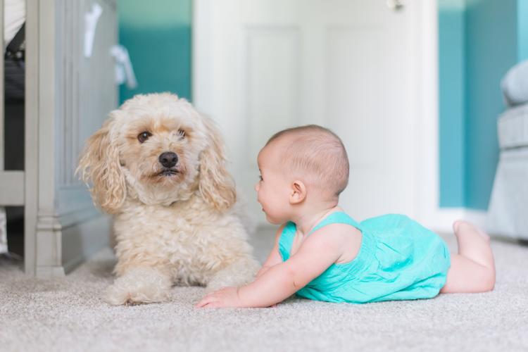 La relación de perros con bebés suele ser excelente La relación de perros con bebés suele ser excelente