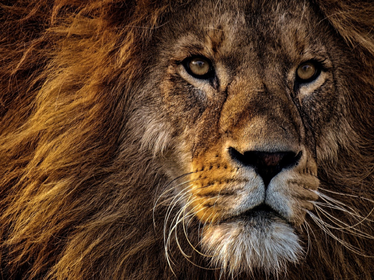 especies animales La sexta oleada de extinción de especies animales está en marcha