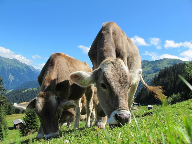 Vacas comiendo pasto