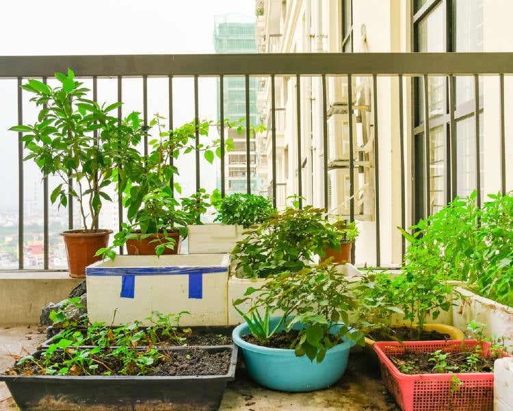 huerto balcon huerto en el balcon