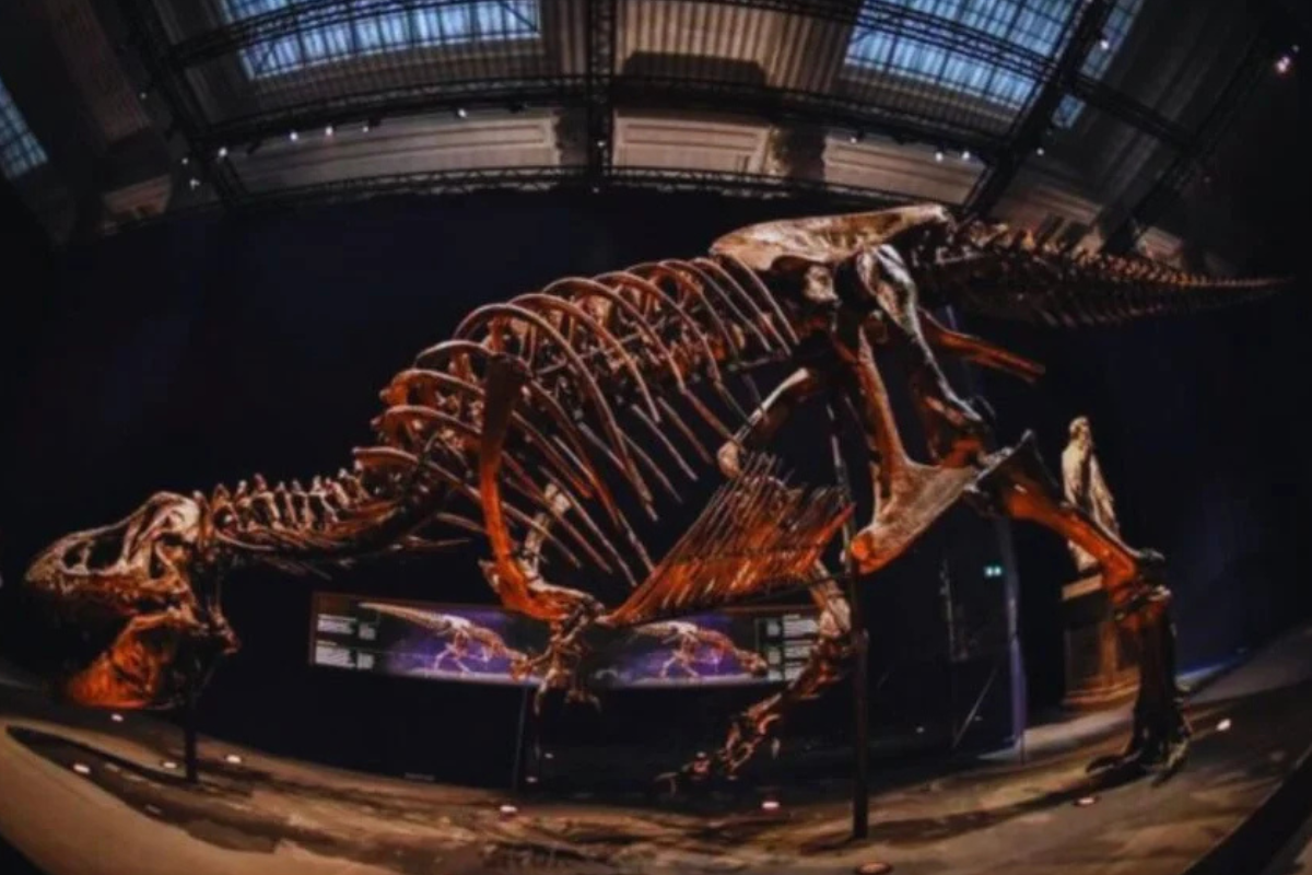 dinosaurio Se trata de una pieza clave para entender el pasado… y reescribir la historia. (© STEPHANE DE SAKUTIN/AFP Getty Images.)