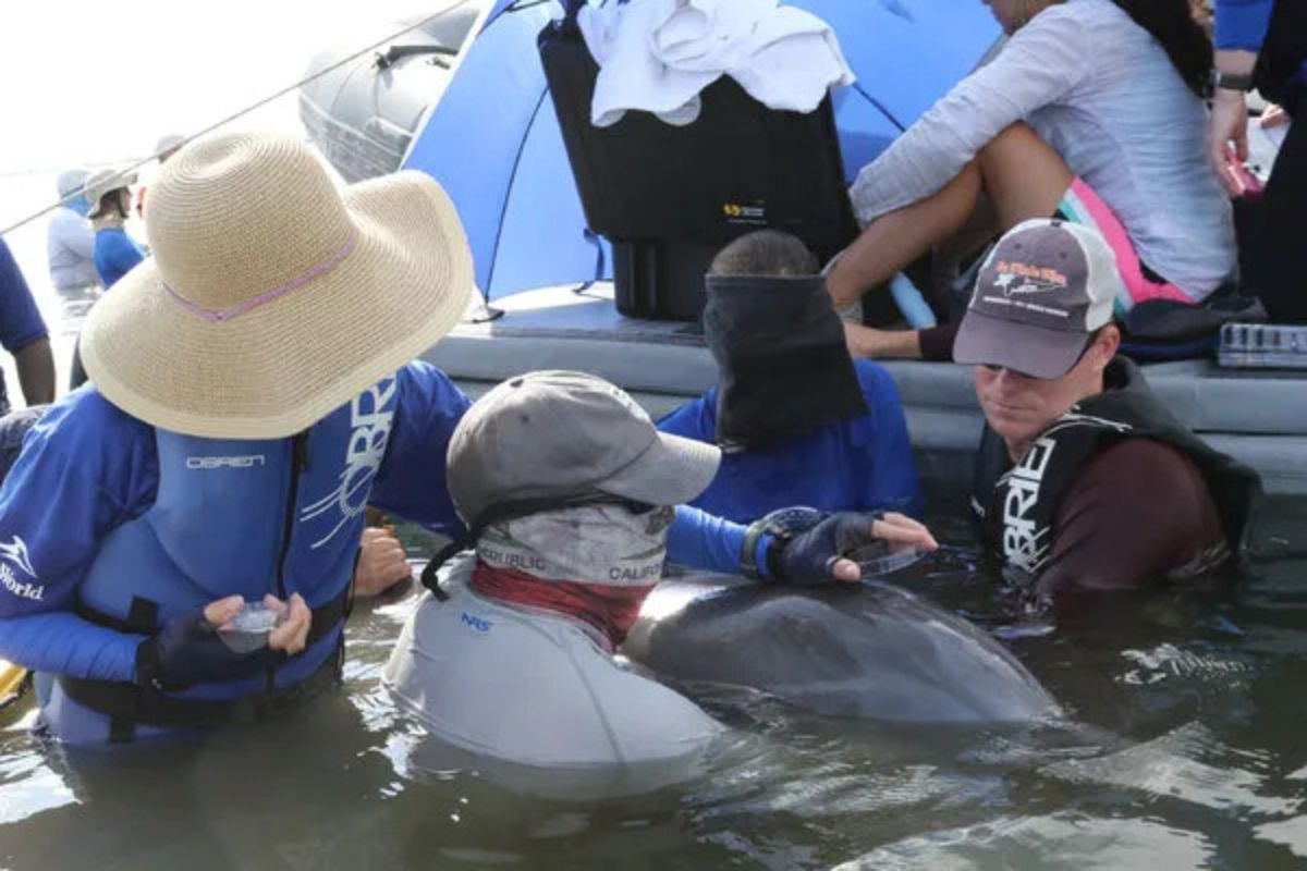 El aire exhalado del agujero de los 11 delfines confirmó que exhalan microplásticos.