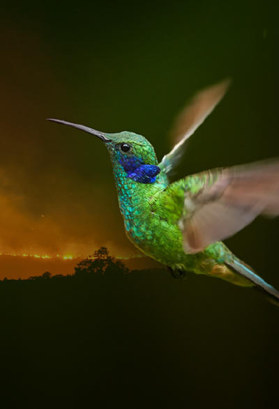 La parábola del colibrí La parábola del colibrí