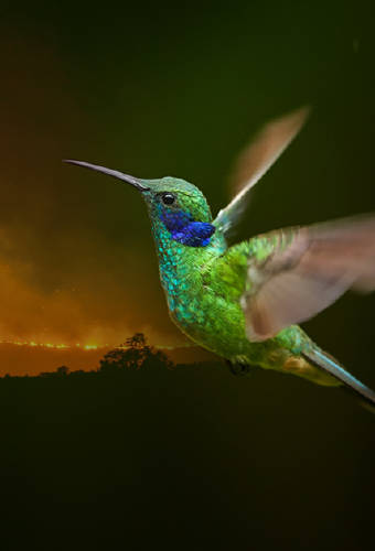 La parábola del colibrí, una bella enseñanza que no olvidarás